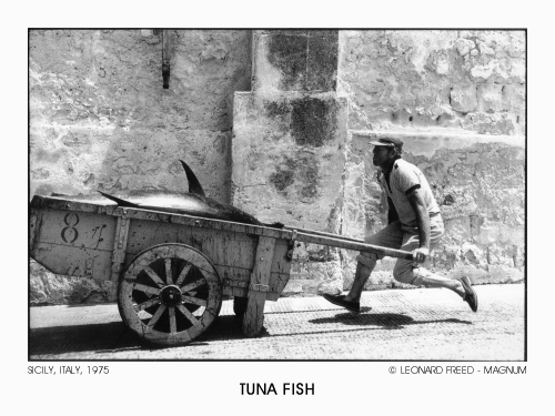 Tuna Fish