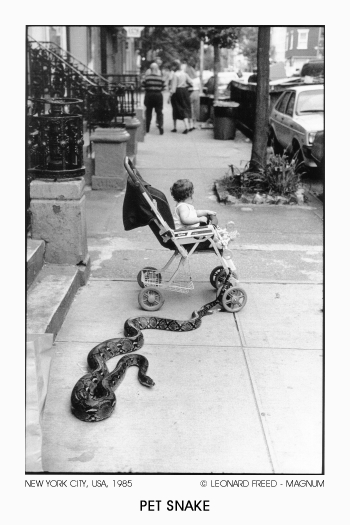 Pet Snake